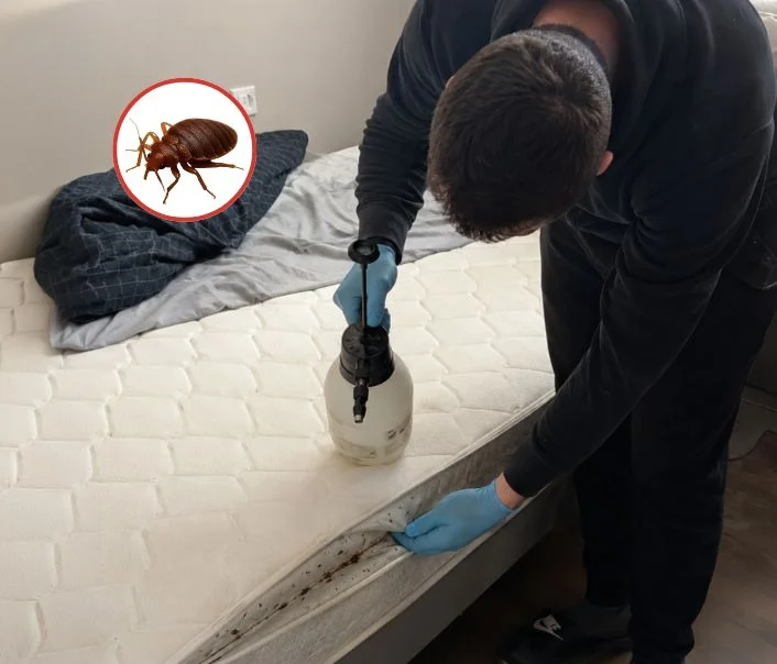 Technicien traitant un matelas contre les punaises de lit à Tessancourt-sur-Aubette